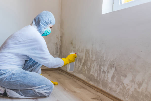 Licensed Black Mold Removal service in Diggs, VA - WQB Mold Removal