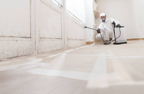 Trusted Black Mold Removal service in Diggs, VA - WQB Mold Removal