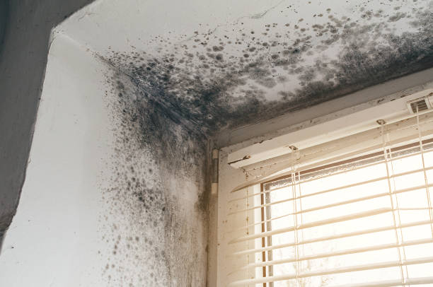 Affordable Black Mold Removal solutions in Diggs, VA